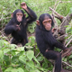 Image for article titled The psychological test that Darwin first invented